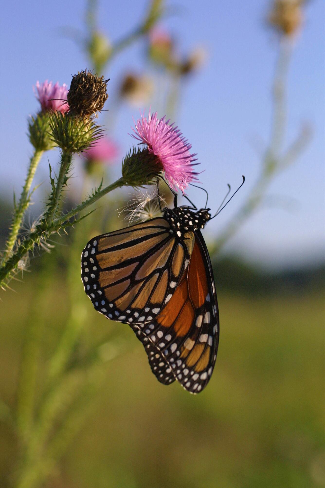 Image: Monarch butterfly on a plumeless thistle flower