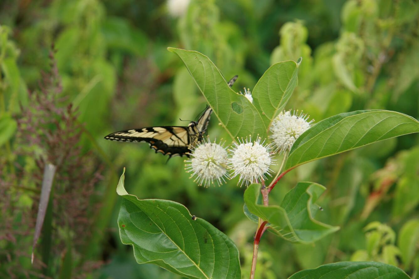 Image: Eastern tiger swallowtail (Papilio glaucus glaucus)