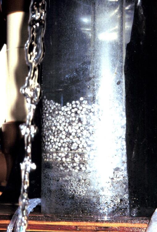 Image: White Sturgeon Eggs