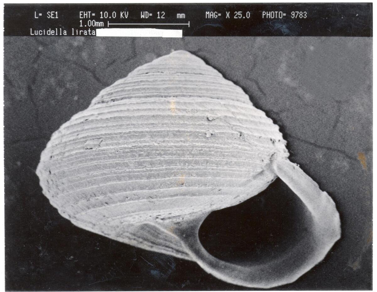 Image: Lucidella lirata