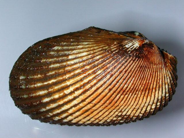 Image: Anadara similis - Shell Valve External View