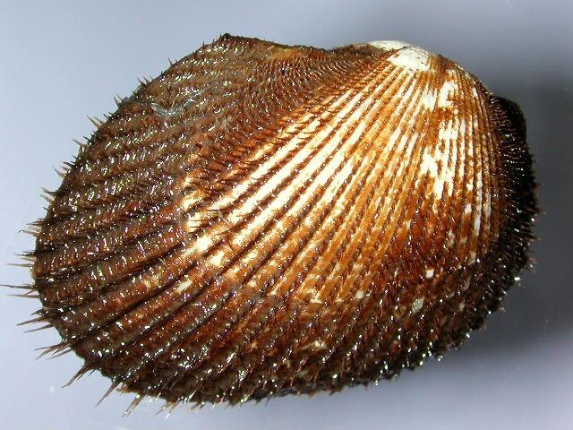 Image: Pustulose Ark (Anadara tuberculosa) - Shell Valve External View