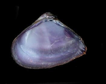 Image: Donax dentifer - Shell Valve Internal View