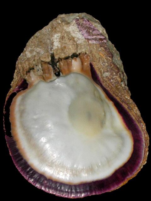 Image: Spondylus Calcifer