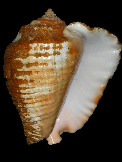 Image: Strombus Galeatus