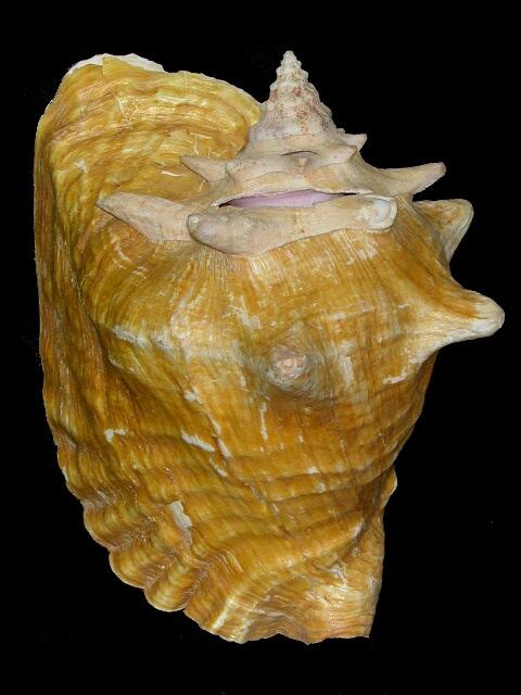 Image: Queen Conch (Strombus gigas)