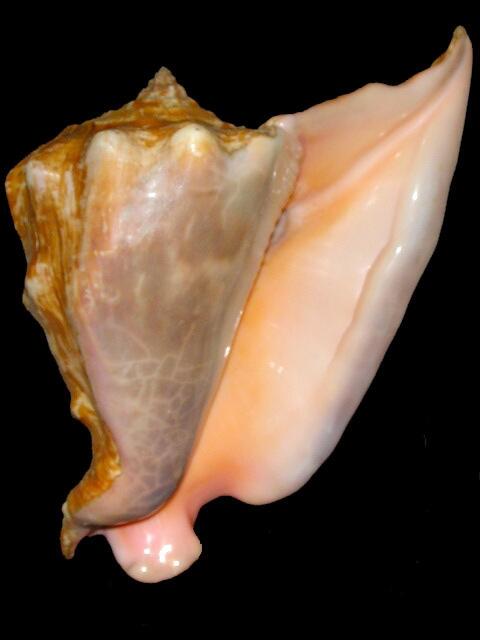 Image: Strombus Peruvianus
