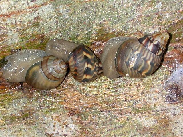 Image: Orthalicus Princeps