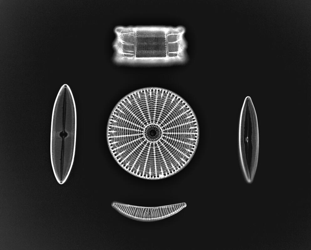 Image: Diatoms (5 Species)