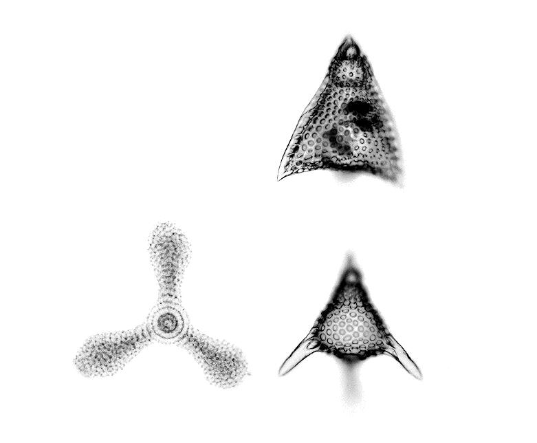 Image: Radiolarians (3 Species)