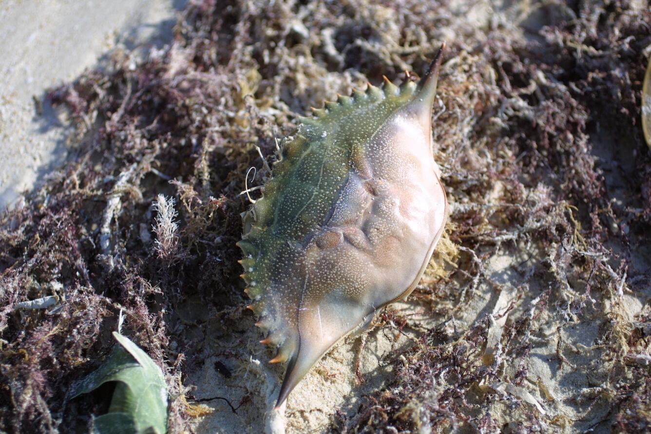 Image: Crab Shell and Seaweeds