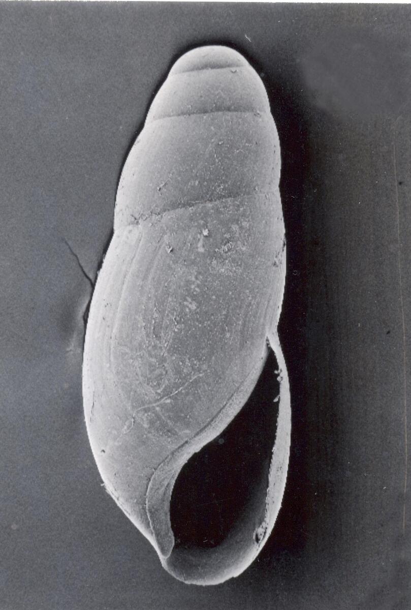 Image: Cecilioides Consobrinus