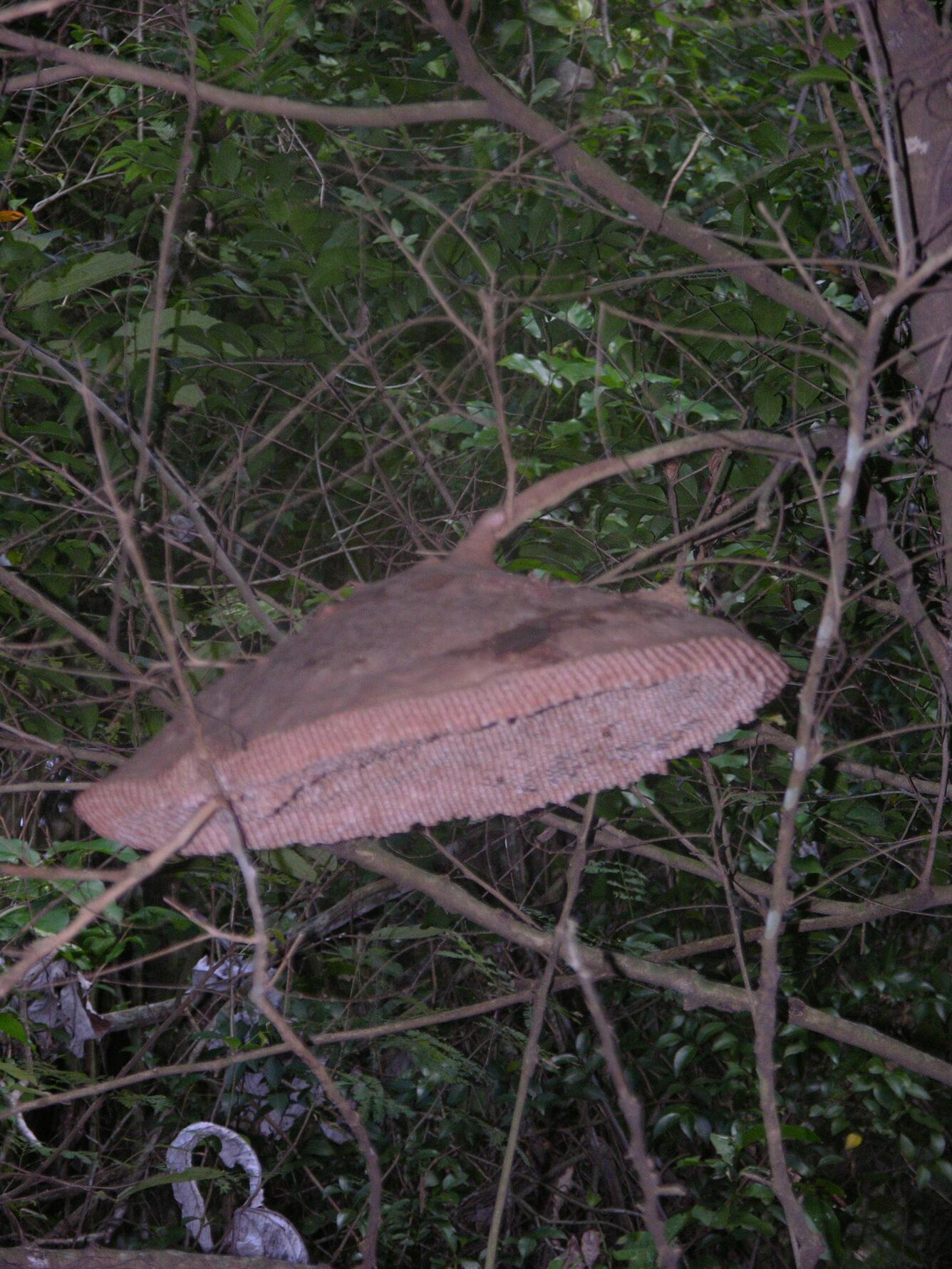 Image: Wasp Nest in Gallery Forest