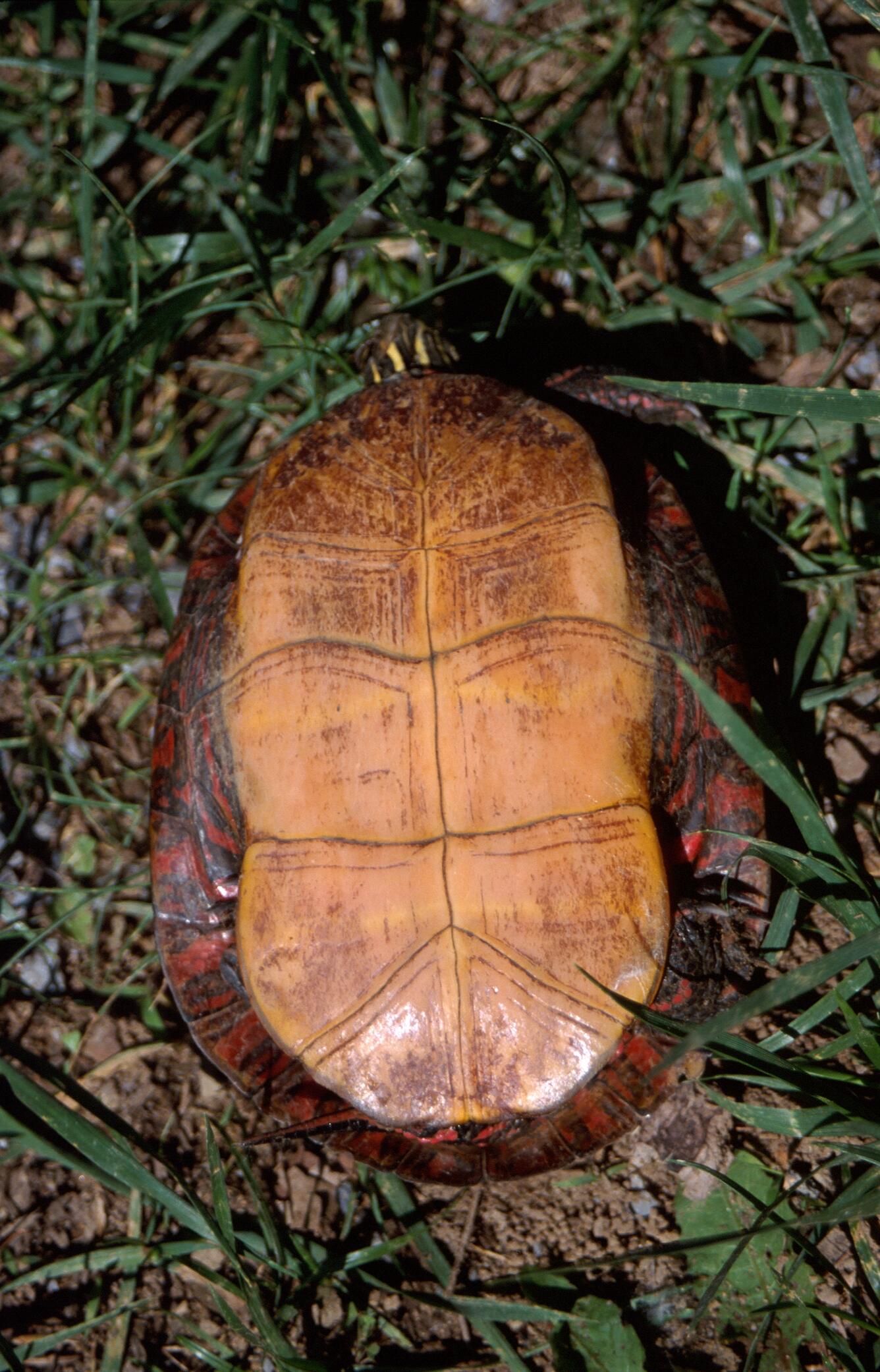 Image: Painted Turtle (Chrysemys picta)