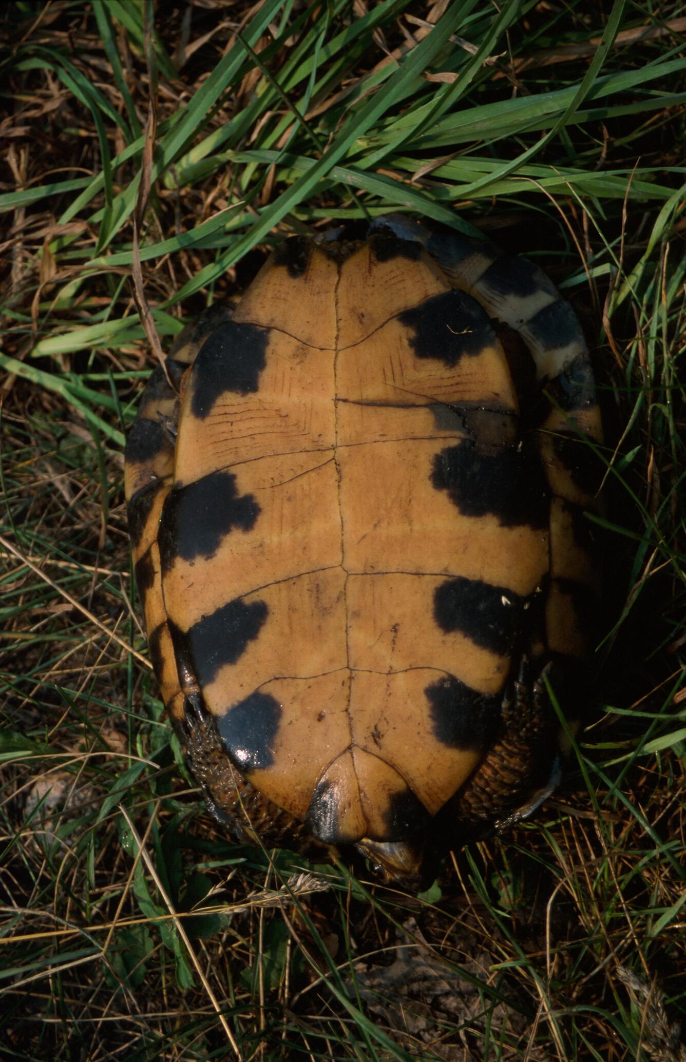 Image: Wood Turtle (Glyptemys insculpta)