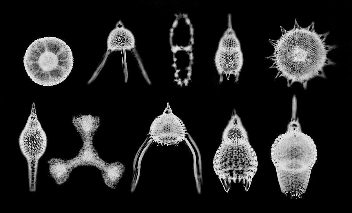 Image: Radiolarians (10 Species)