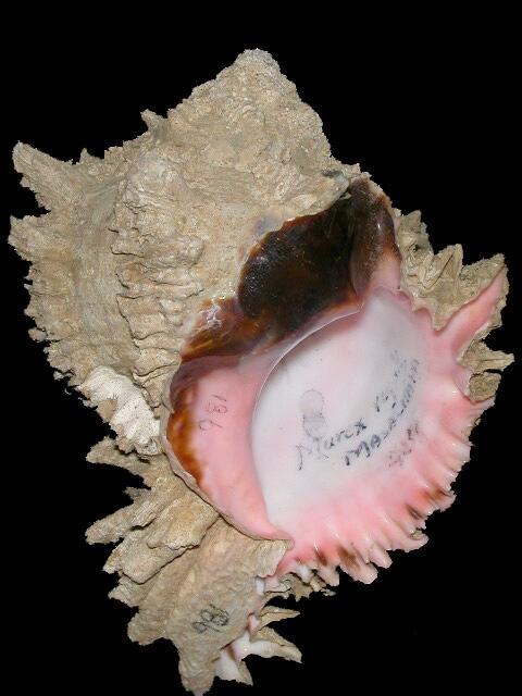 Image: Hexaplus regius - Shell