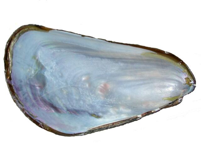 Image: Mytella guyanensis - Shell Valve Internal View