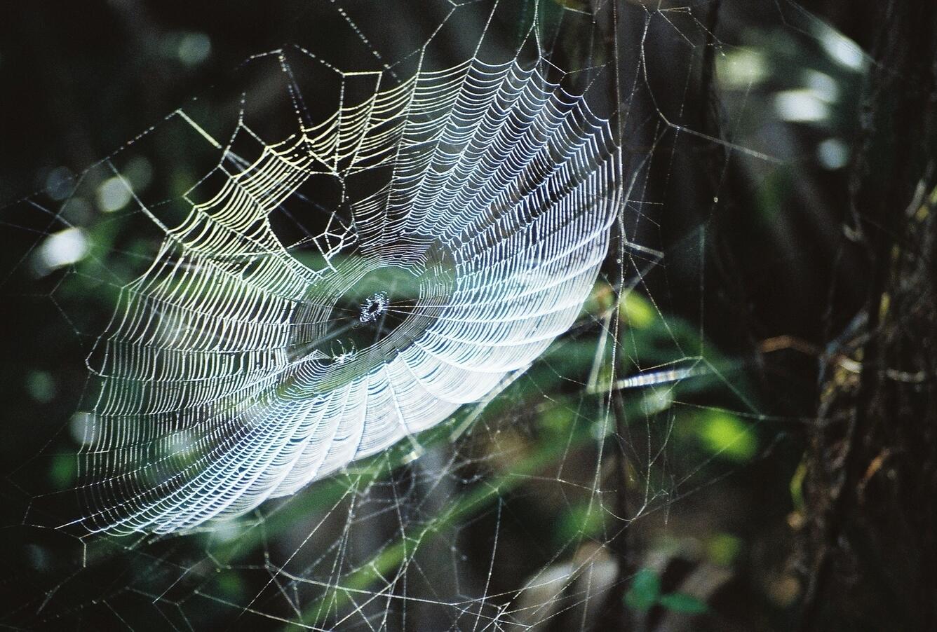 Image: Spider Web