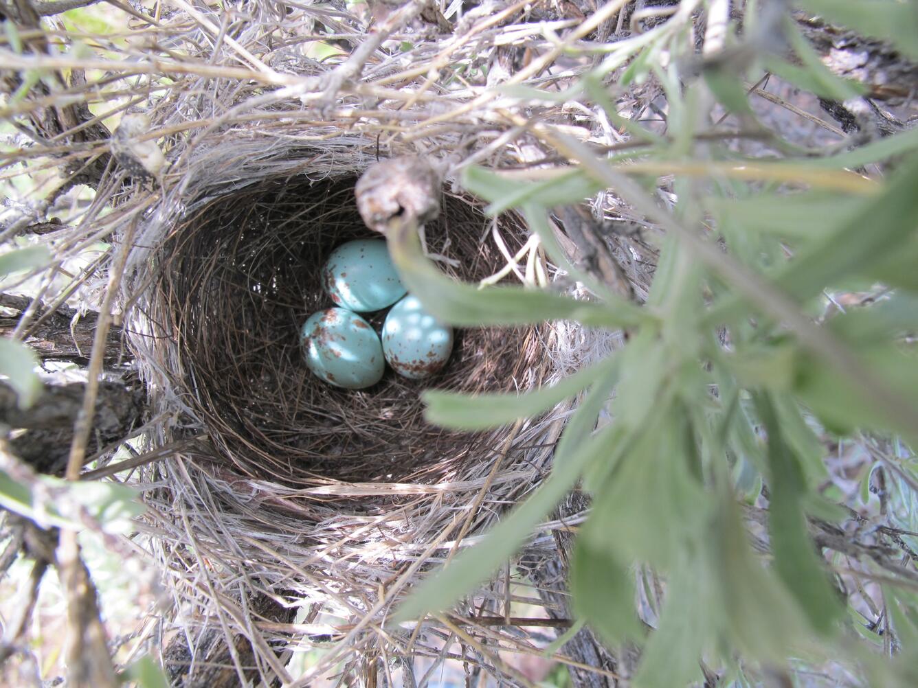 Image: Brewer's Sparrow Nest
