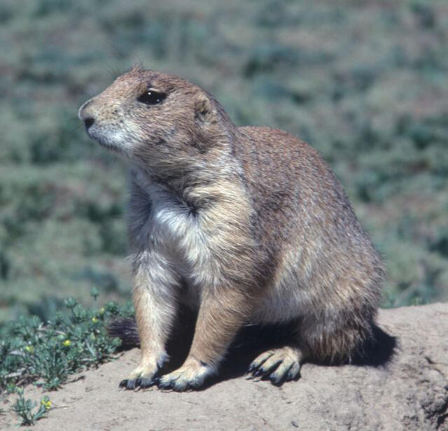 Image: Black-Tailed Prairie Dog