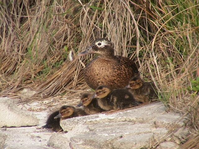 Image: Laysan Teal and Brood