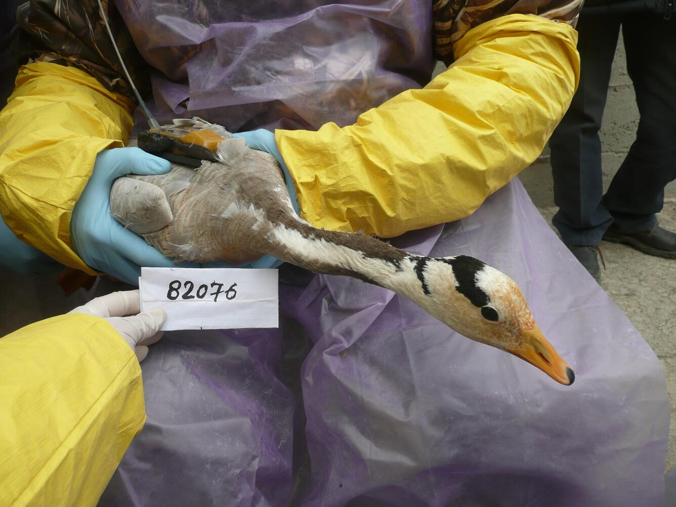 Image: Bar-Headed Goose