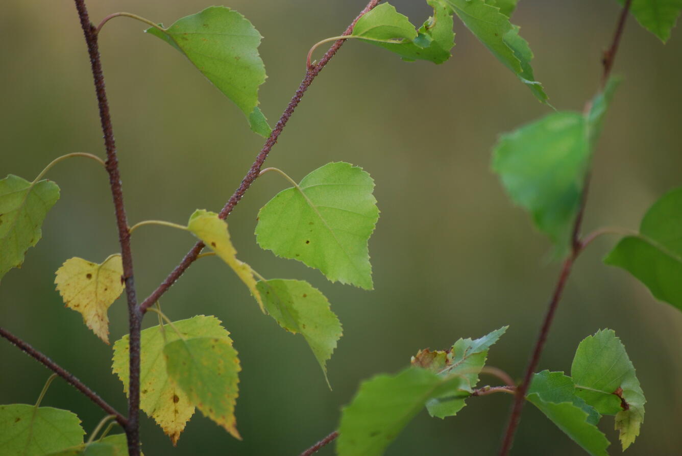 Image: No Title Available