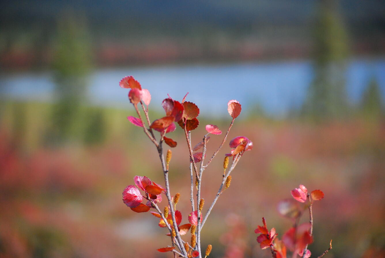 Image: No Title Available