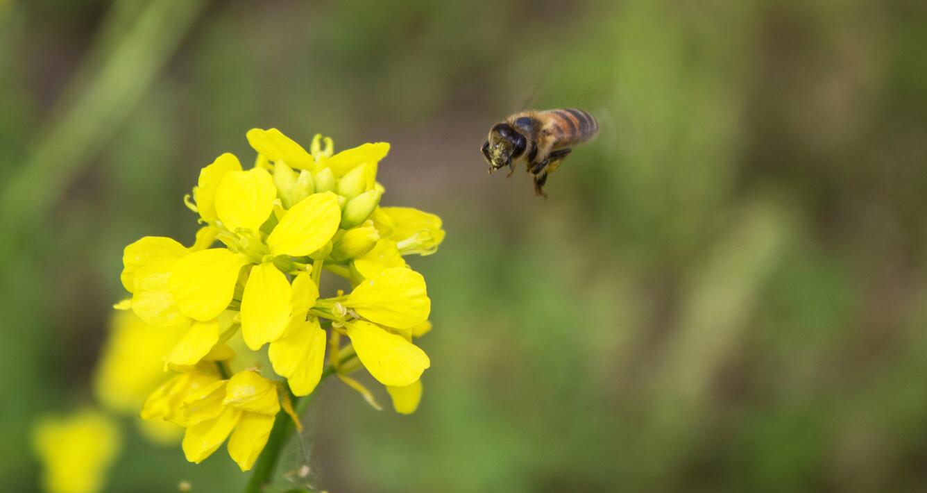 Image: Honey Bees are Valuable Pollinators