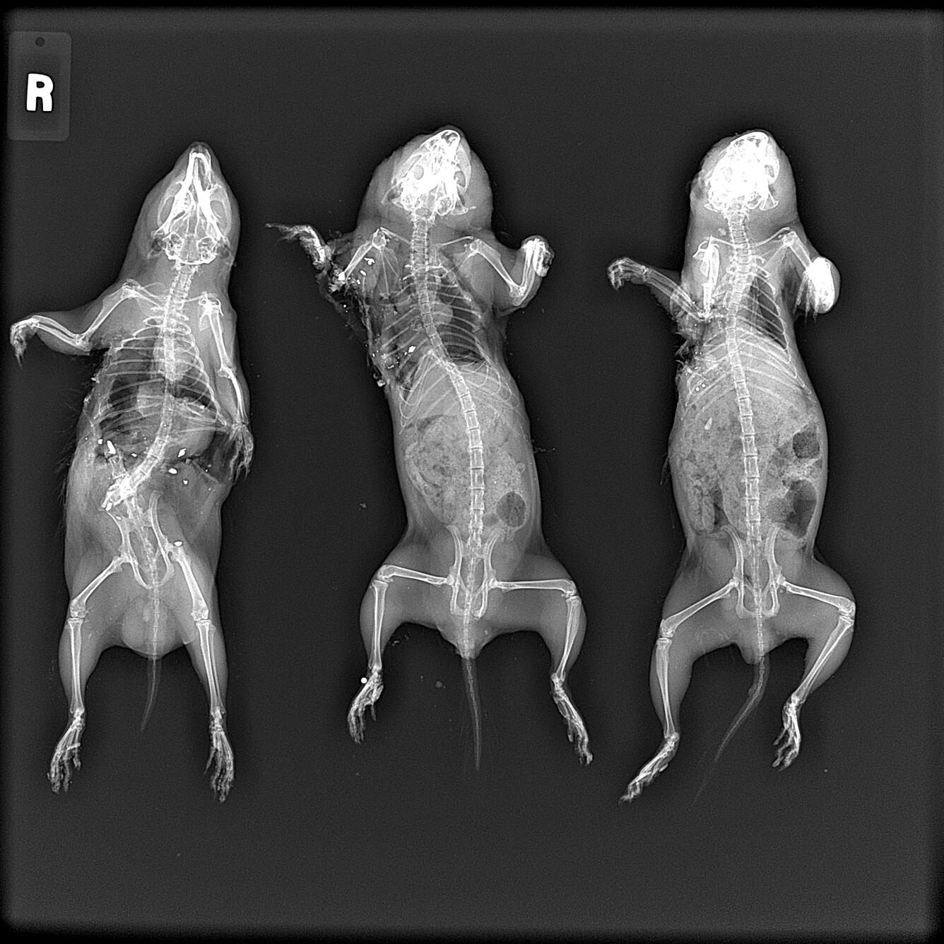 Image: Radiograph of Three Belding's Ground Squirrels