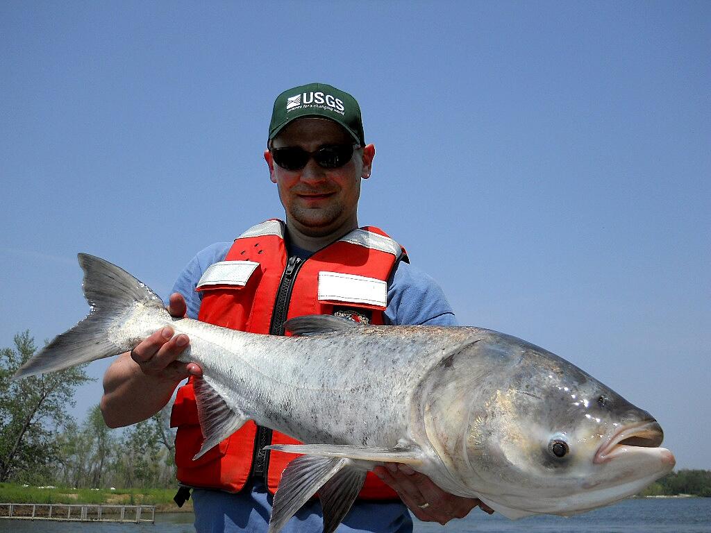 Image: Bighead Carp