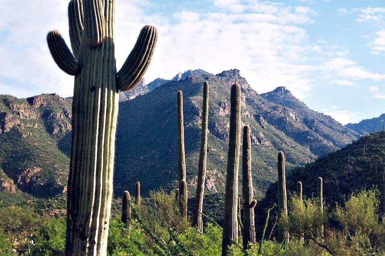 Image: Cactus (Saguaro Sp.)