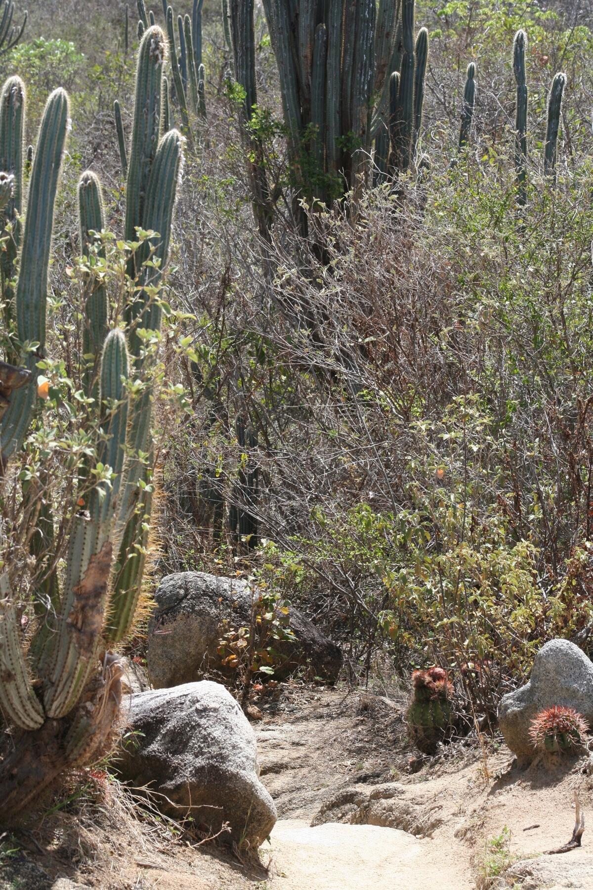 Image:  Drylands Vegetation and Cacti Species