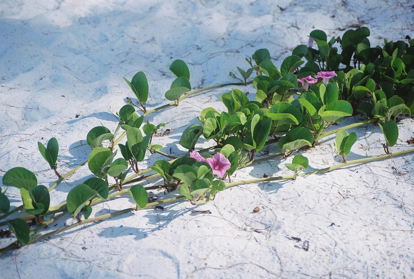 Image: Morning-Glory (Ipomoea Sp.)