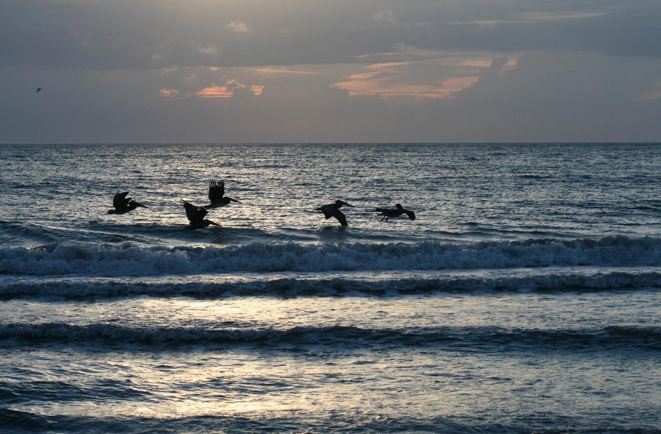 Image: Pelicans Flying Along Atlantic Coast 1