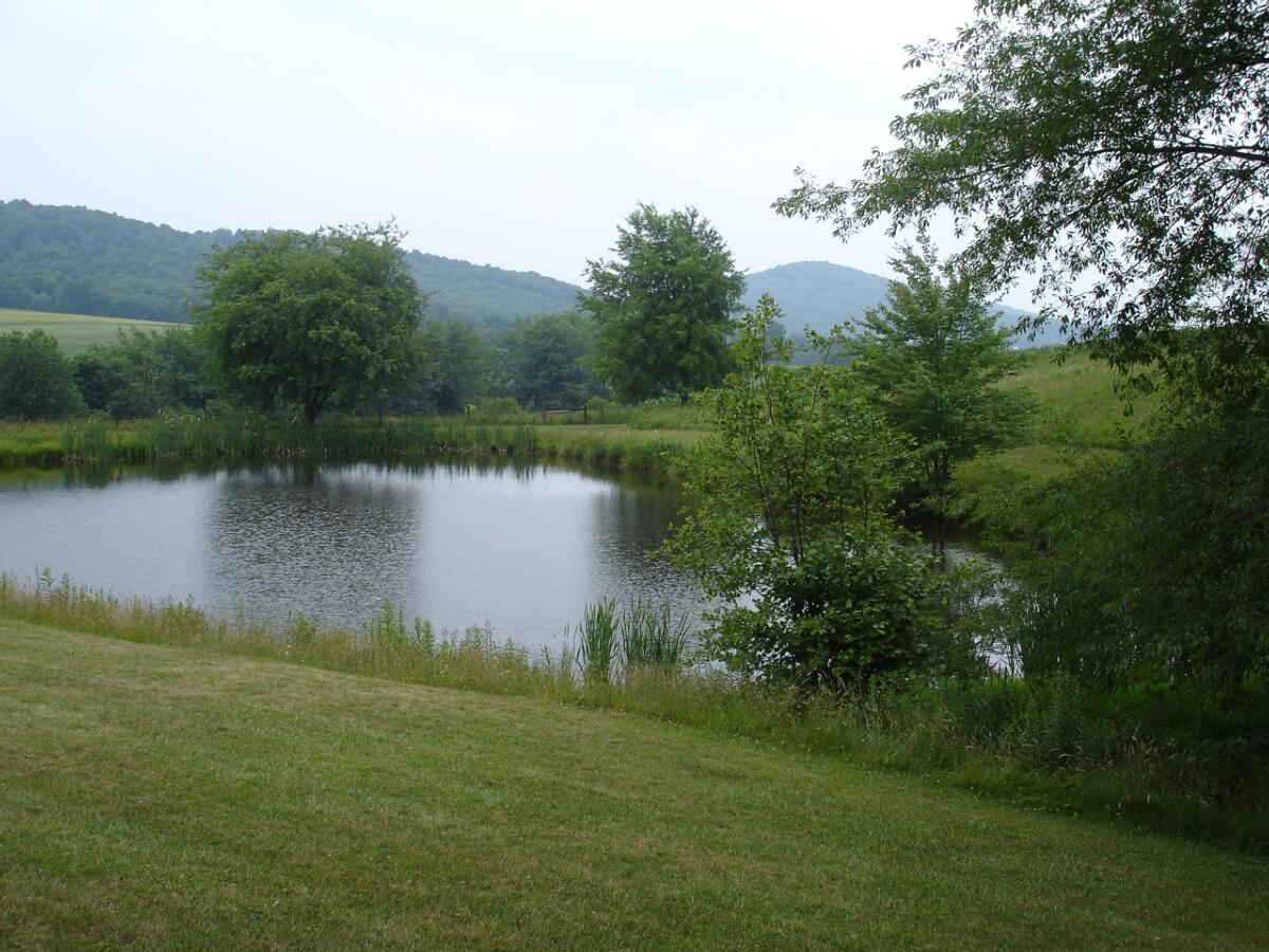 Image: Vegetation Buffer Around Maryland Pond