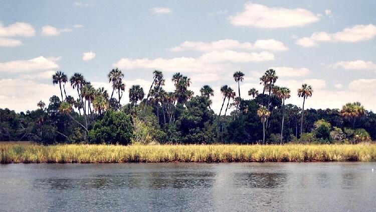 Image: Salt Marsh near Homosassa Springs