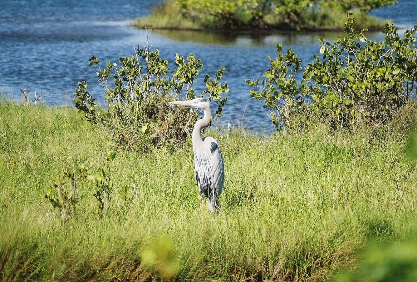 Image: Great Blue Heron (Ardea herodias)