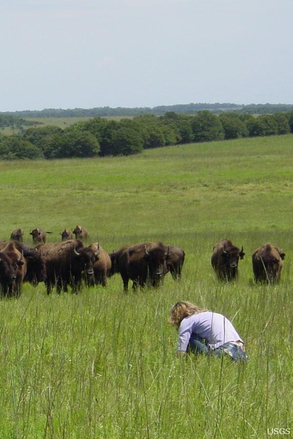 Image: Collecting American Bison Fecal Samples