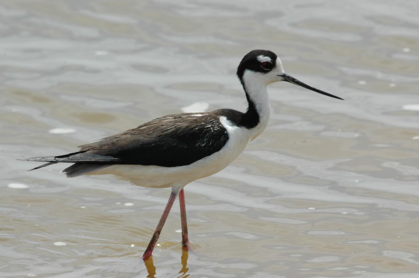 Image: Black-necked Stilt