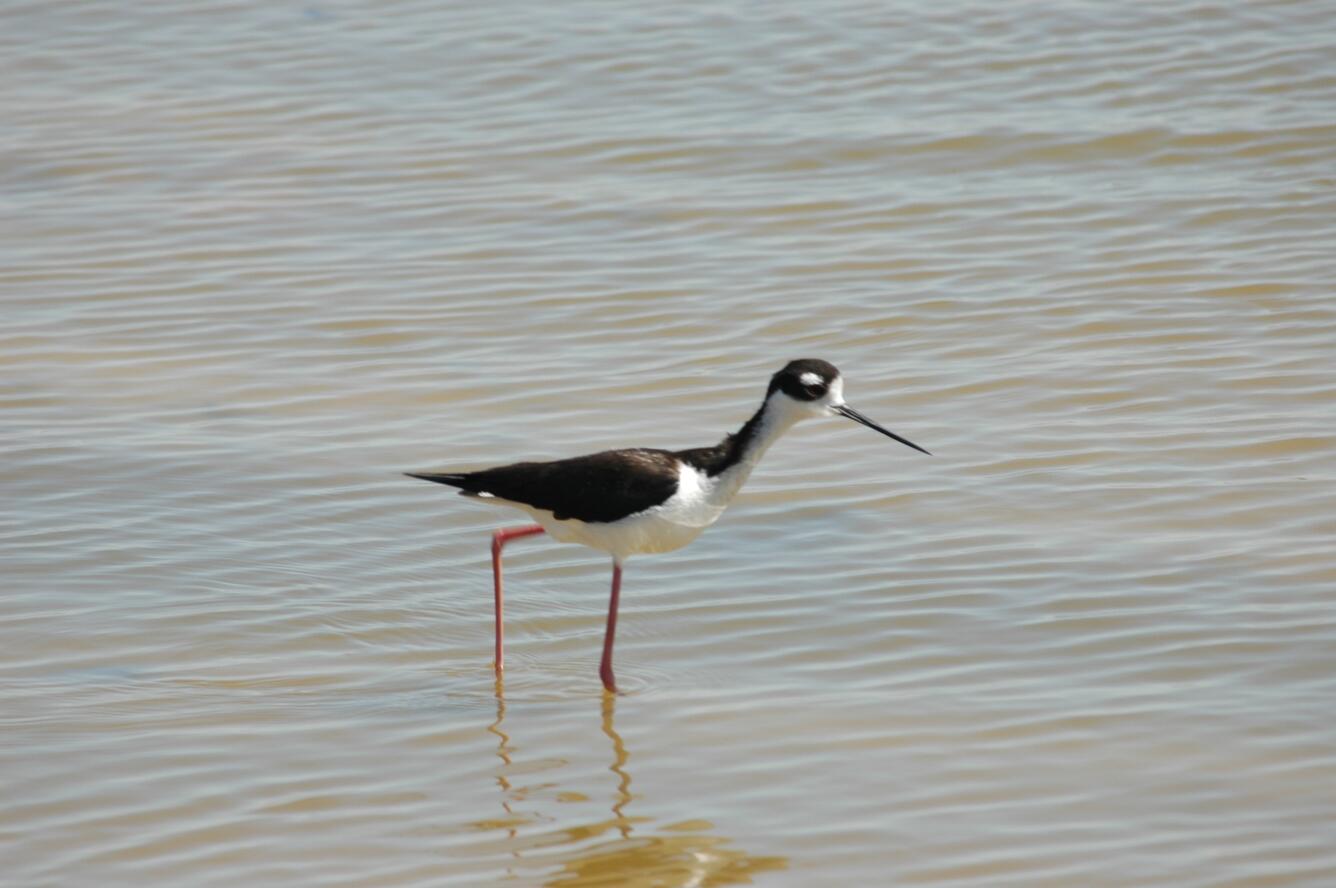 Image: Black-necked Stilt Male