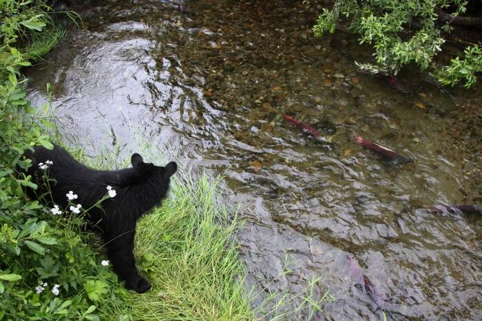 Image: Black Bear Surveys Sockeye Salmon