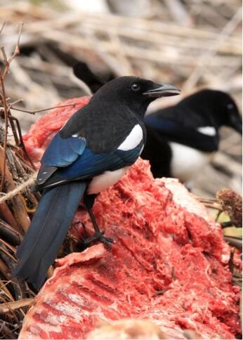 Image: Black-billed Magpies