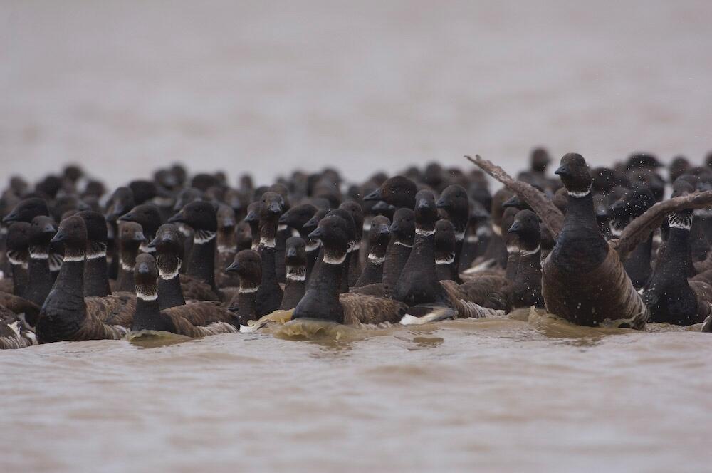 Image: Black Brant Geese