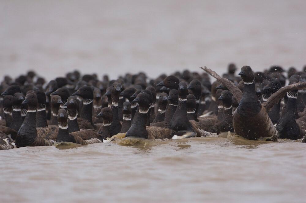 Image: Black Brant Geese 