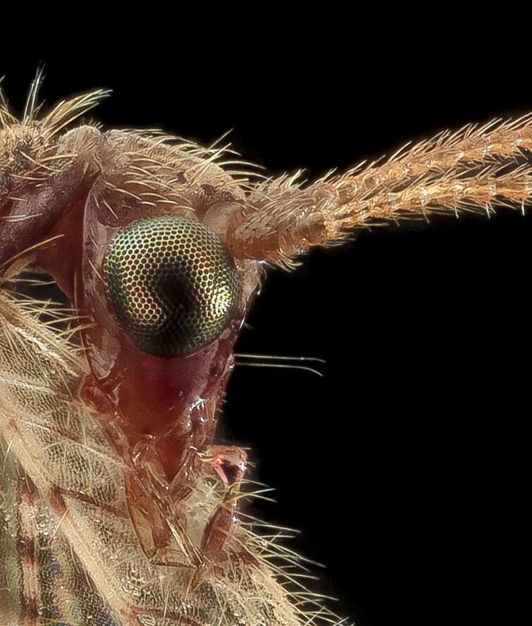 close up of image