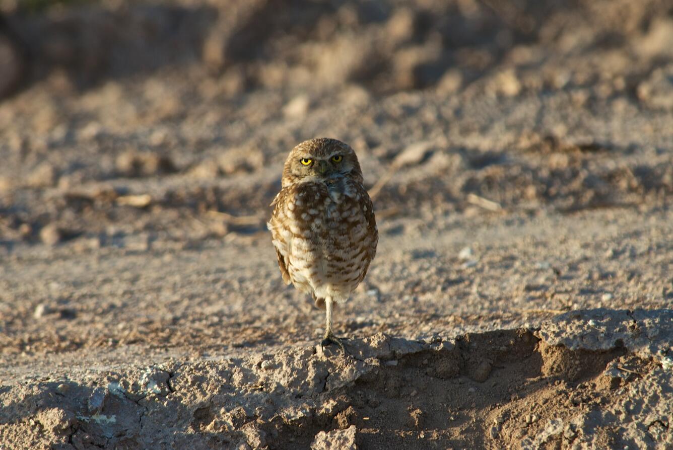 Image: Burrowing Owl