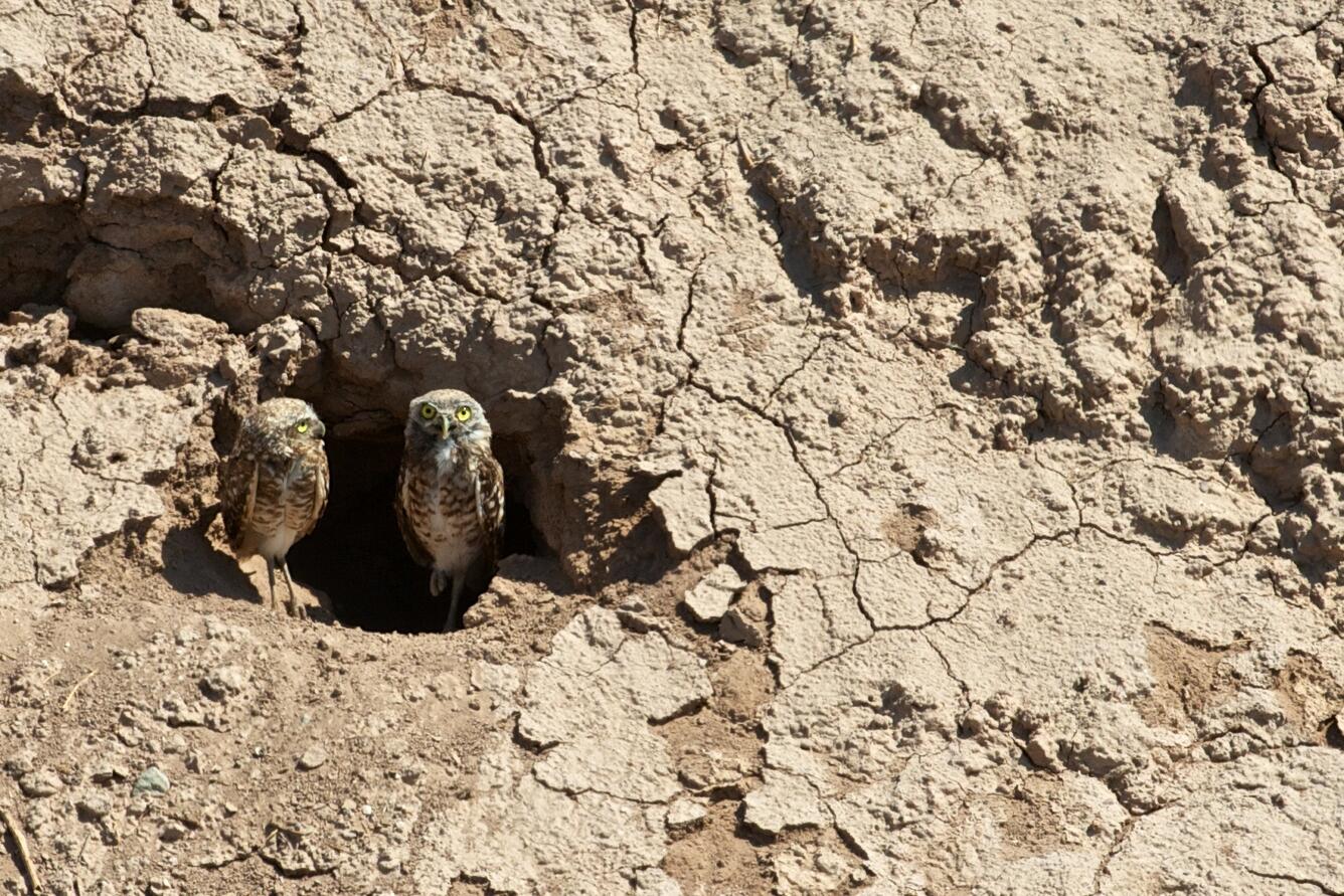 Image: Burrowing Owls Nesting