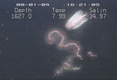 video thumbnail: Caristius Salp